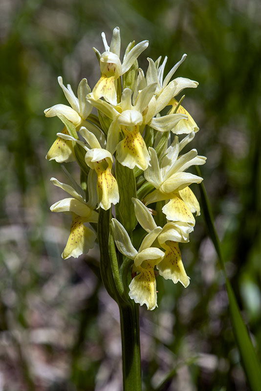 Orchide Sambucina - Dactylorhiza sambucina